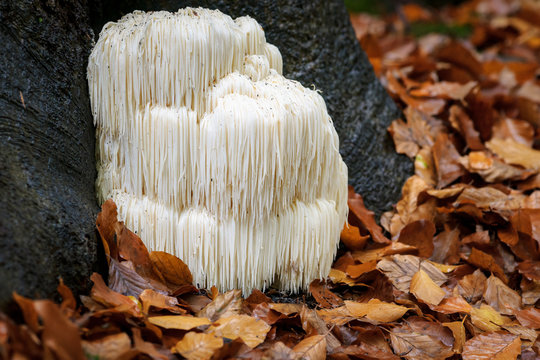 vital science - mushroom blogs - lions mane - cordyceps