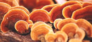 vital science - mushroom blogs - reishi mushrooms