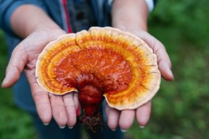 vital science - reishi mushroom